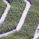 Illustration for article titled Sports Cars Race Through Corn (Maize) Maze